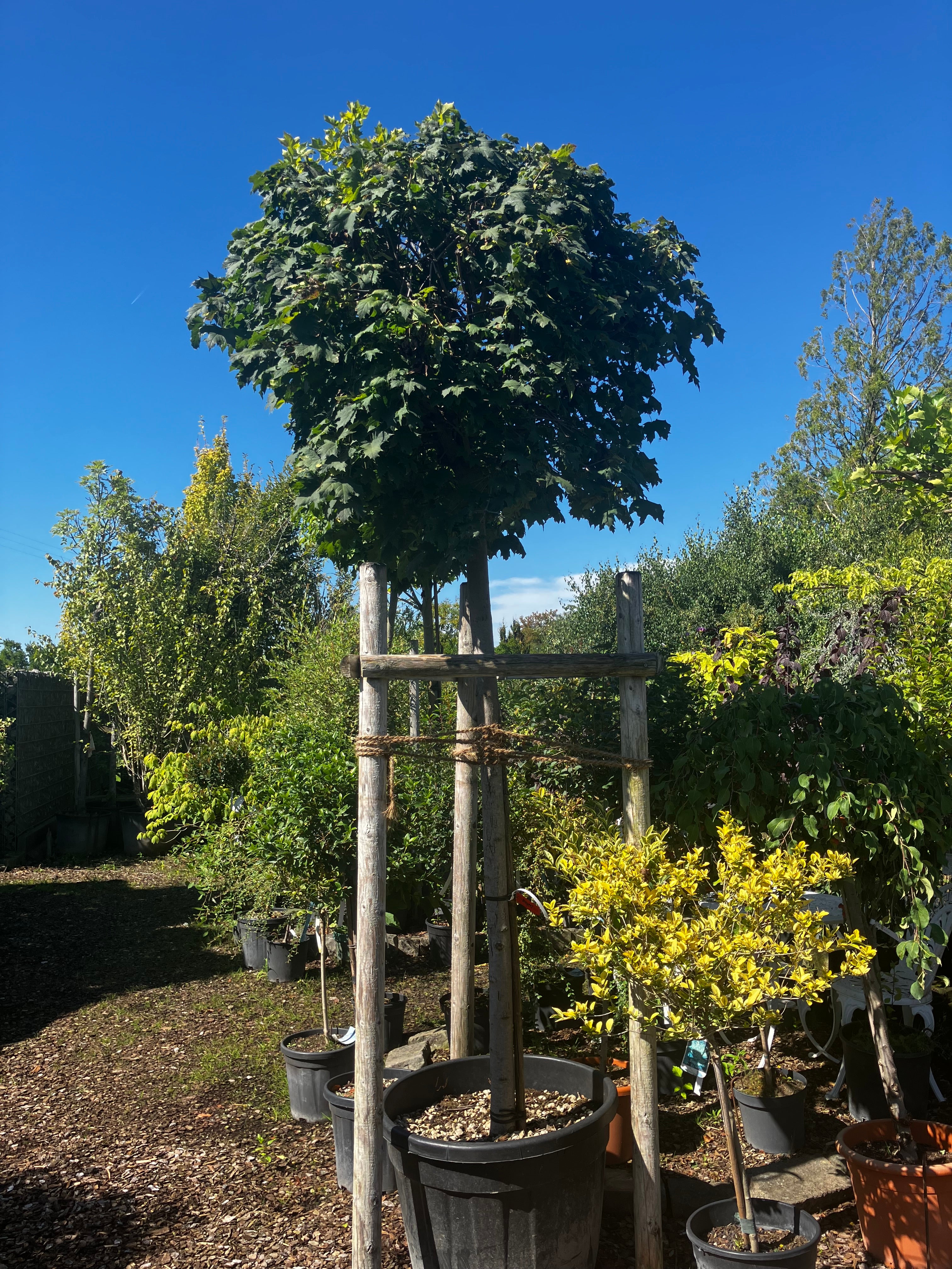 Kugelahorn 'Globosum' / Acer platanoides 'Globosum', Stamm